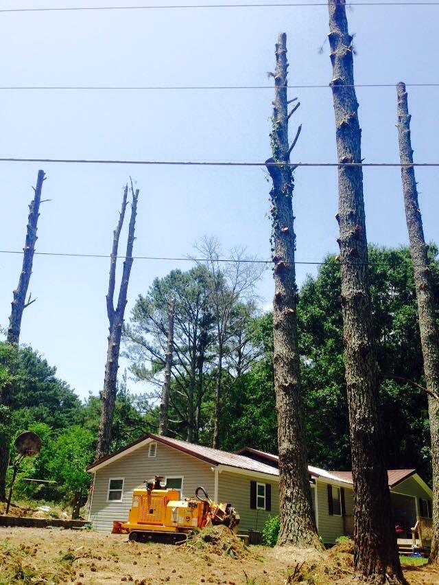 Clearing tall pines near a home